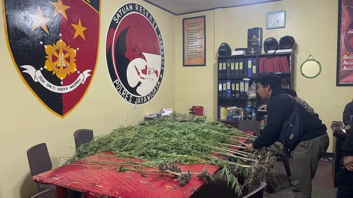 Barang Bukti 12 Pohon Ganja berukuran 2 meter lebih yang diamankan Sat Narkoba dari Kampung Pipukmo Distrik Hubikiak Minggu lalu saat diamankan di Polres Jayawijaya Sabtu (29/8/2026). (CEPOSONLINE.COM/DENNY)