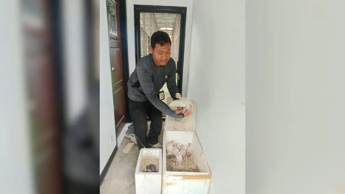 Petugas KSDA wilayah I Merauke menunjukan anakan kakatua jambul kuning dan anakan burung bayan yang berhasil diamankan dalam pengawasan TSL di Taman Nasional Wasur yang saat ini dalam perawatan, Jumat (18/9/2026) (CEPOSONLINE.COM/SULO)
