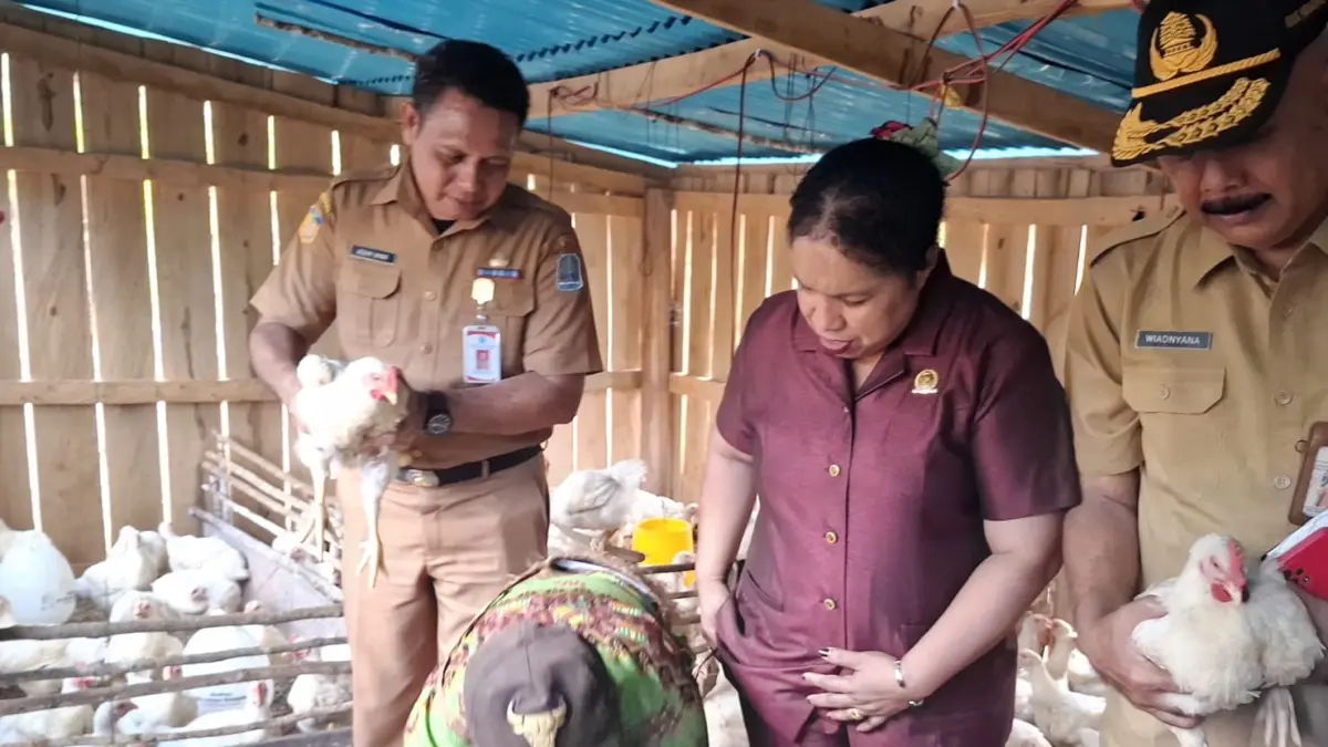 Plt. Asisten II Setda Kabupaten Biak Numfor Adam Umar melakukan panen perdana ayam broiler di Kelompok Ternak Fanjur Fakwak, Kampung Nermnu, Distrik Biak Utara, Senin (21/9/2026). (CEPOSONLINE.COM/FIKTOR PALEMBANGAN)