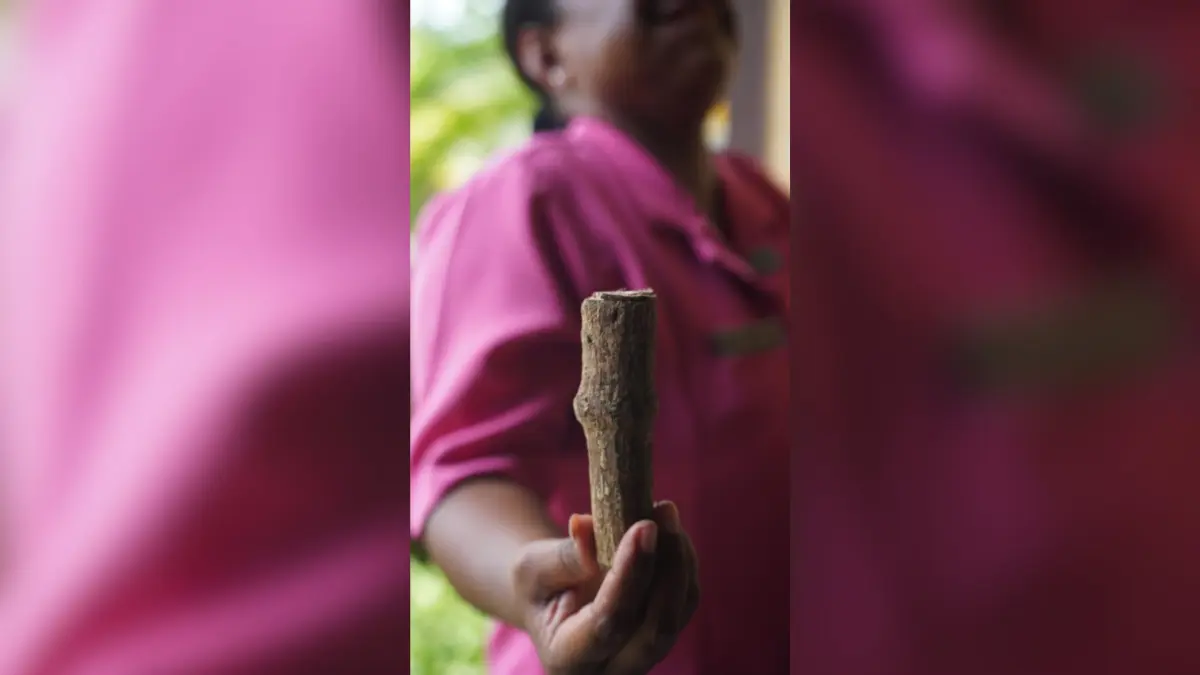 Mama Yarangga saat memperlihatkan cara mengunyah Akar Kayu Pohon Sirih Pengganti Buah Sirih, Selasa (22/9).&nbsp;(CEPOSONLINE.COM/ISMAIL)