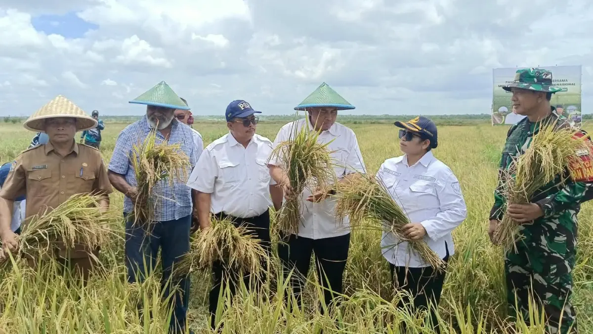 Panen padi  yang dilakukan Kementrian Pertanian RI di Merauke beberapa waktu lalu.  Akibat musim hujan berkepanjangan tahun lalu dan musim kemarau yang cukup Panjang tahun 2026 ini membuat stok beras di Gudang Perum Bulog Merauke menipis sehingga harus mendatangkan beras dari luar Papua.  

(CEPOSONLINE.COM/SULO)