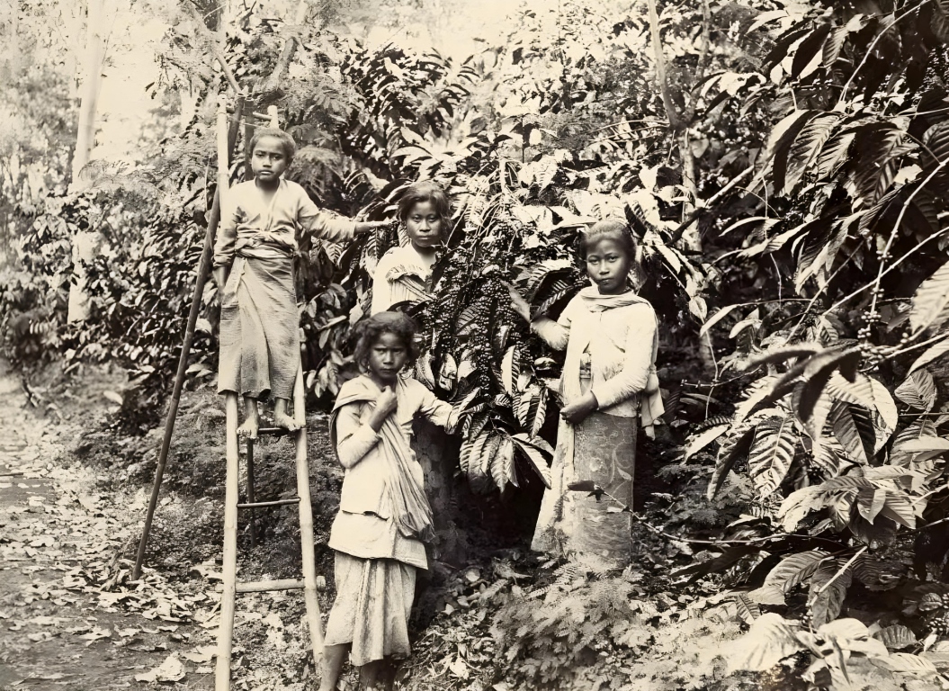 Foto: komoditas kopi di Hindia Belanda tahun 1900-1920 (KOLEKSI KITLV)