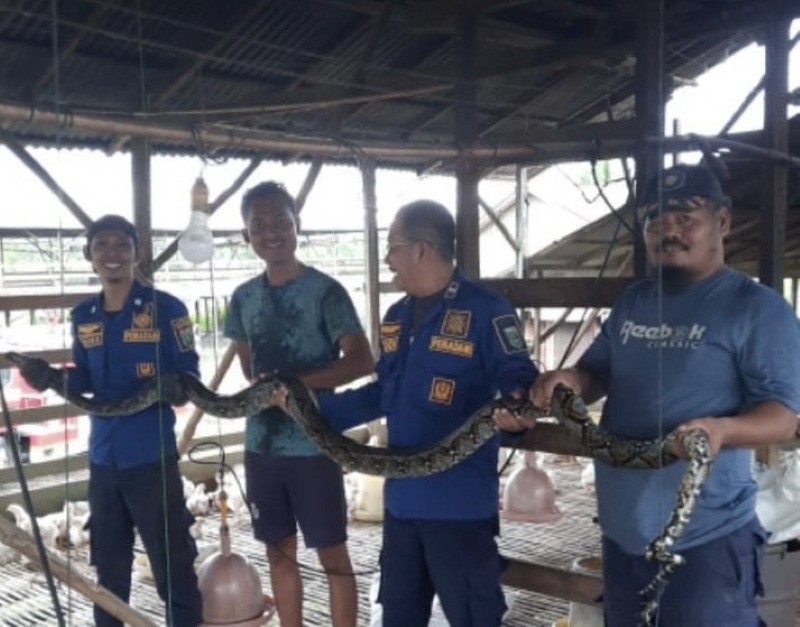 EVAKUASI: Petugas Damkar Simpang Empat berhasil mengevakuasi ular sanca sepanjang tiga meter di kandang ayam, Desa Sarigadung, Kecamatan Simpang Empat, Tanah Bumbu, Minggu (25/11).  |DAMKAR SIMPANG EM