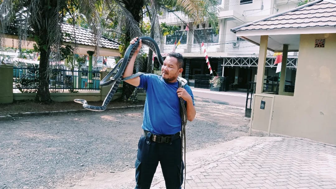 PINANDULAH PIAN: Edy Saputra dari Amuntai berfoto dengan koleksi ular miliknya di Kantor Pol PP dan Damkar HSU. Di rumahnya juga memelihara king cobra.
