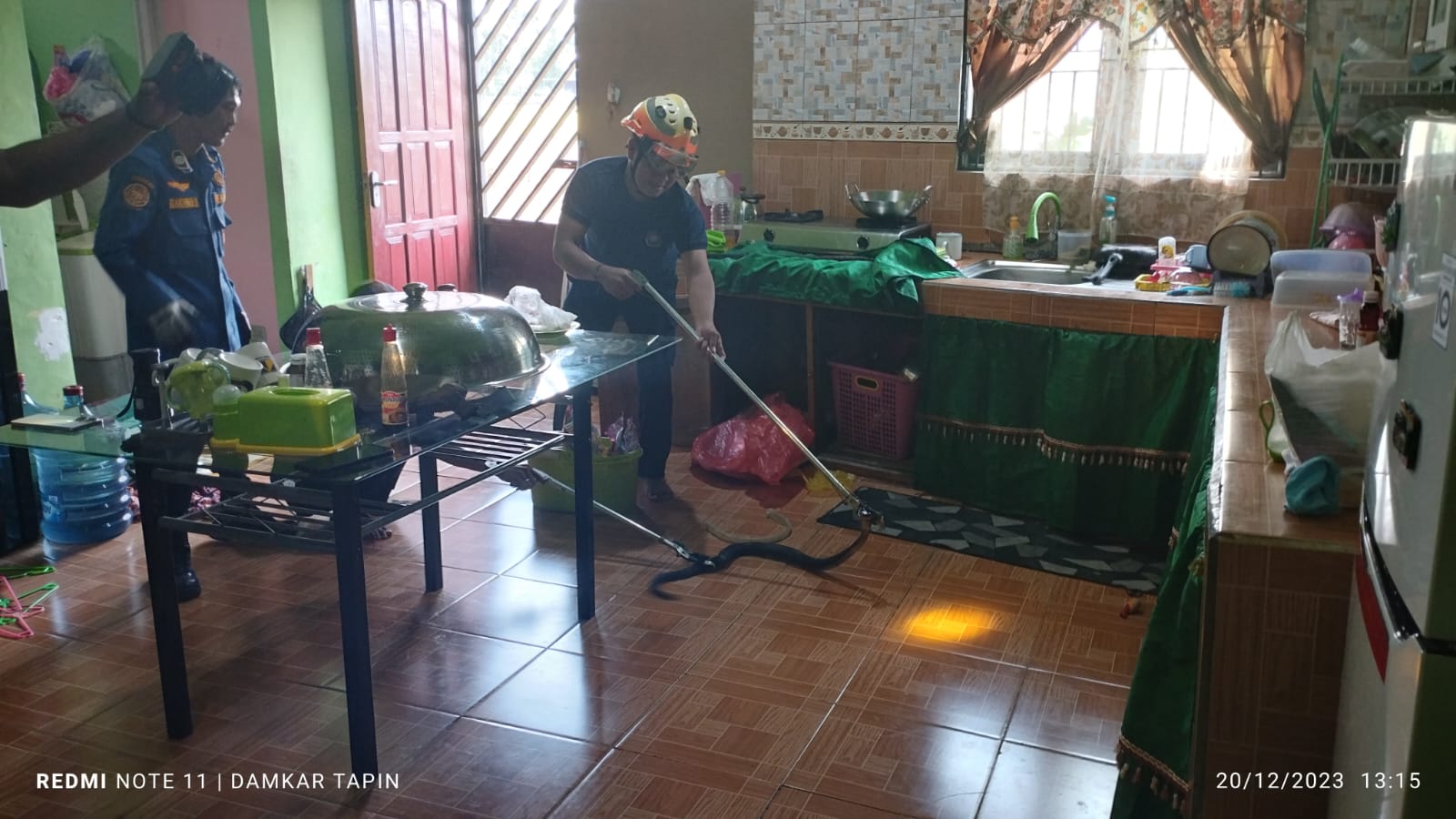 HATI-HATI: Anggota Animal Rescue Damkar Tapin saat menangkap ular kobra yang ada di rumah warga.(Foto: Damkar Tapin/Radar Banjarmasin)