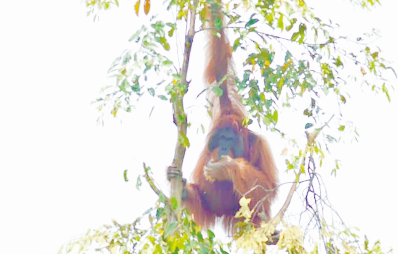 PRIMATA: Orang Utan yang berada di Desa Kayakah Kecamatan Amuntai Selatan Kabupaten HSU.