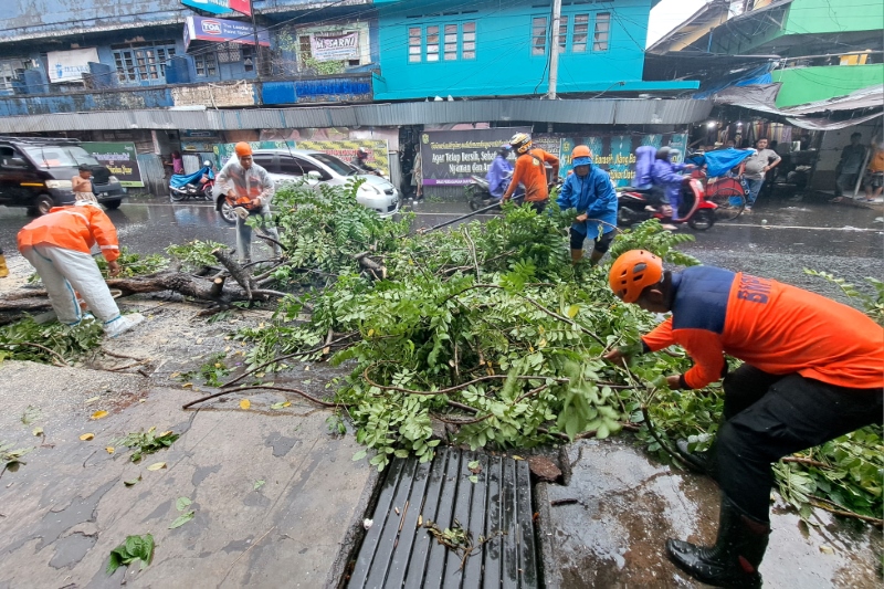 POHON TUMBANG: Personel BPBD Banjarmasin membersihkan pohon trembesi yang tumbang di Jalan Ujung Murung, Jumat (19/1) sore.