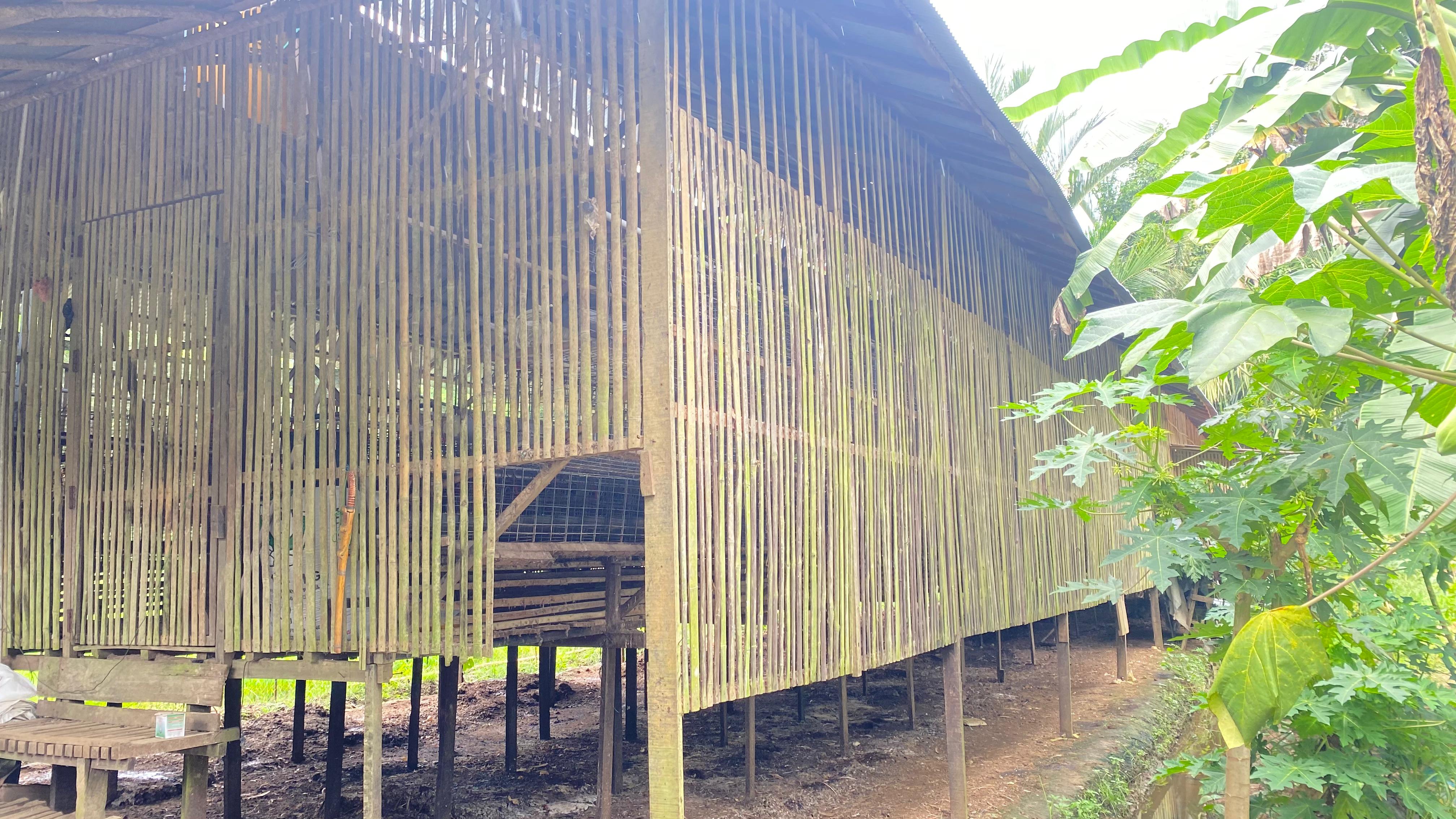KOSONG: Kandang ayam milik Maserun sudah kosong, ayam yang tersisa sudah dijual untuk menghindari kerugian yang lebih besar.(Foto: Maserun untuk Radar Banjarmasin)