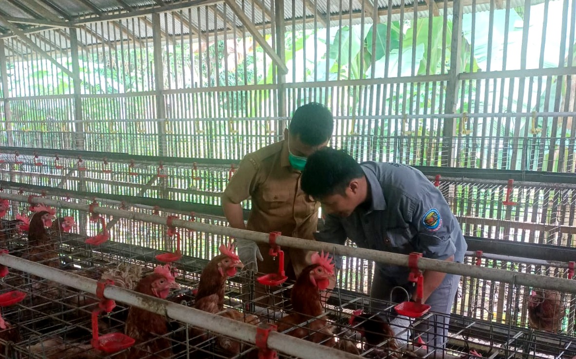 CEK KESEHATAN: Dispertan HST monotoring peternakan di Kecamatan Batu Benawa.(Foto: Dispertan HST untuk Radar Banjarmasin)