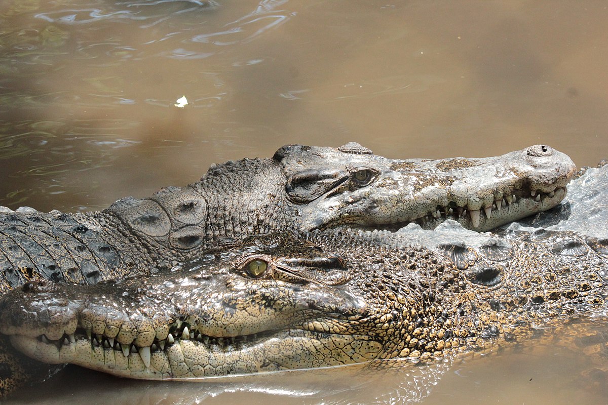 FOTO: Ilustrasi buaya (wikipedia)