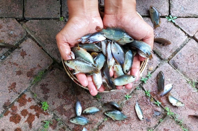 ANAK IWAK: Jenis anak iwak yang marak dijual di pasar yakni sepat dan papuyu.