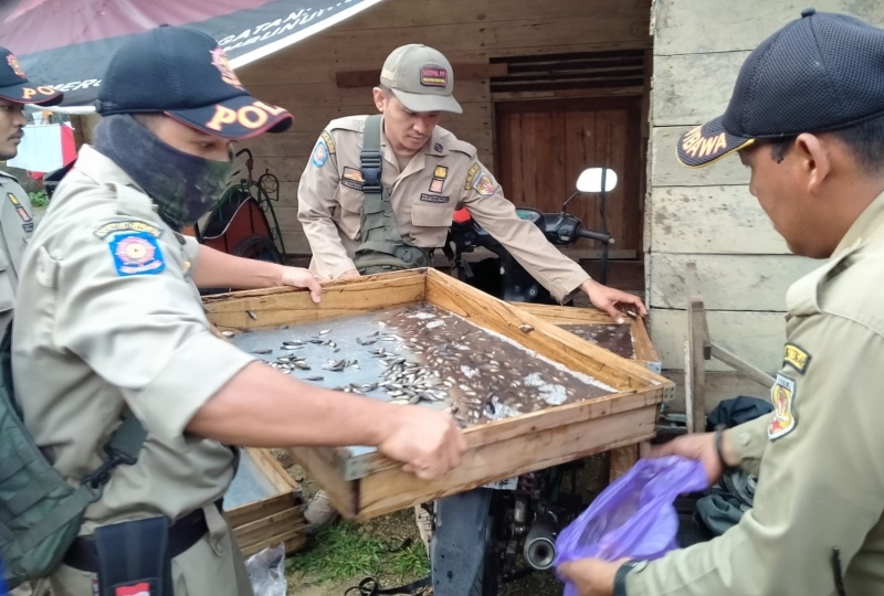 PENERTIBAN: Satpol PP dan Dinas Perikanan HST melakukan penertiban penjual anak iwak di Pasar Keramat Barabai tahun lalu.
