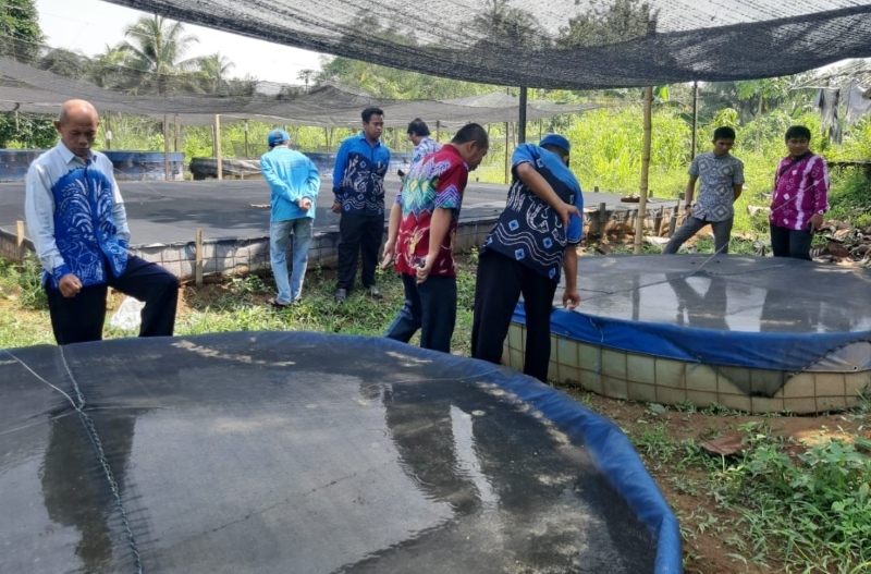 KOLAM: Budi daya anak iwak papuyu di kolam milik lutfi Ilham.