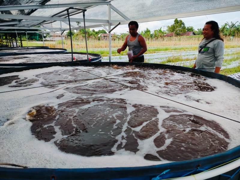 PENGGANTI PUPUK: Limbah budidaya ikan nila dapat digunakan menjadi pupuk buat tanaman sayur.