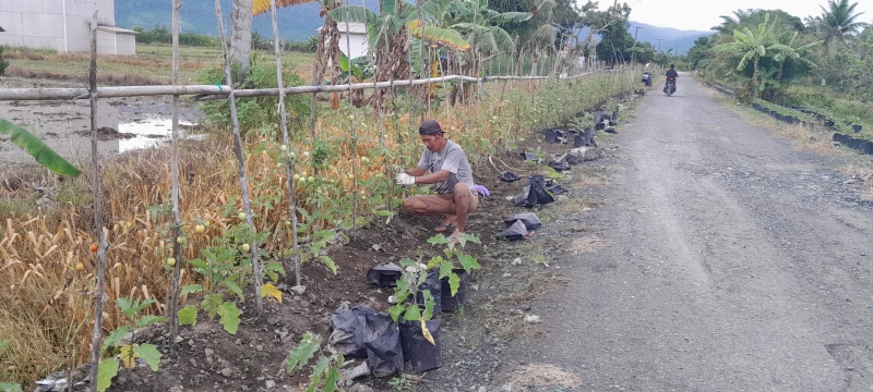 KREATIF: Bombang salah satu warga Desa Sungai Limau yang memanfaatkan bedengan jalan untuk bertani Terong dan Tomat.