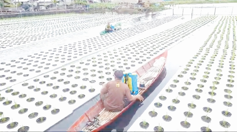 KONSEP BARU: Dinas Pertanian Kabupaten Hulu Sungai Utara mengenalkan konsep padi apung pada petani di Kabupaten HSU.