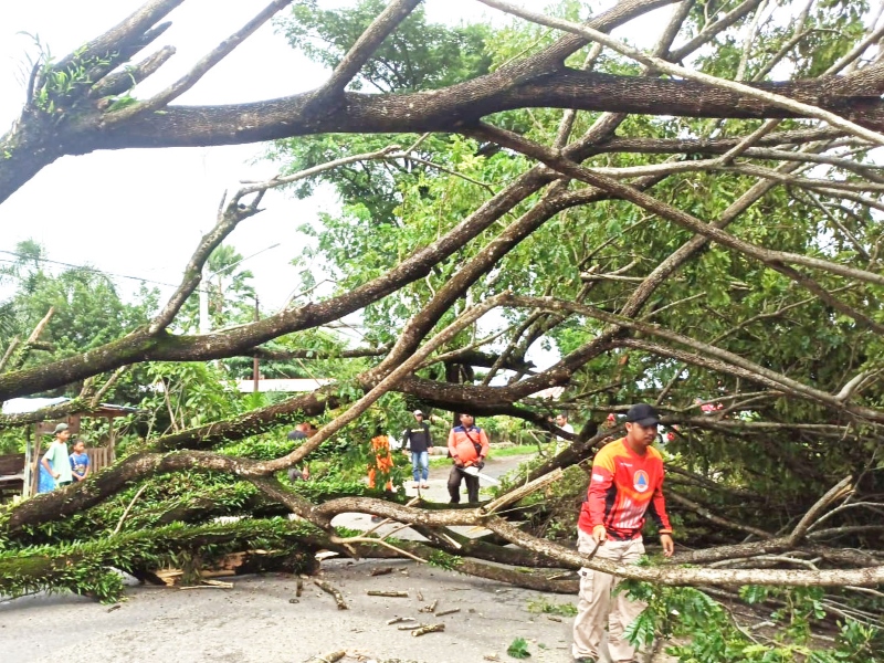 PANGKAS : Petugas DLH Banjarbaru melakukan pemangkasan pohon secara bertahap supaya tidak tumbang ketika menghadapi cuaca ekstrem.