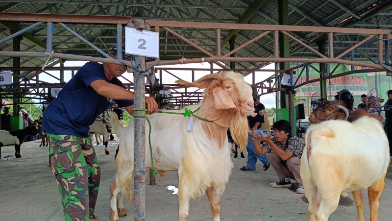 KONTES: Para peserta saat mengikuti Kontes Kambing 2024 di Pasar Abadi, Jalan Abadi III, Kelurahan Guntung Manggis, Sabtu (2/3) tadi.