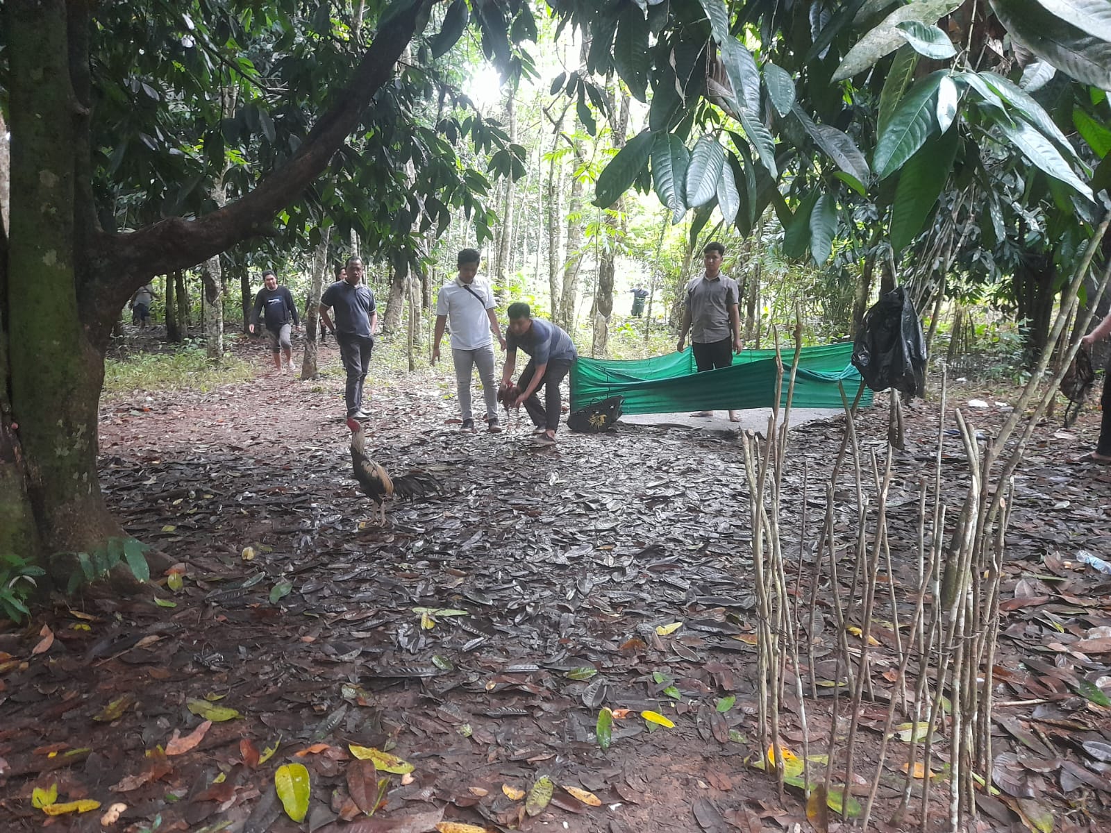 KOCAR-KACIR: Ayam aduan ditinggal penjudi setelah arena sabung ayam digrebek polisi.  Foto: Polsek Haruyan untuk Radar Banjarmasin.