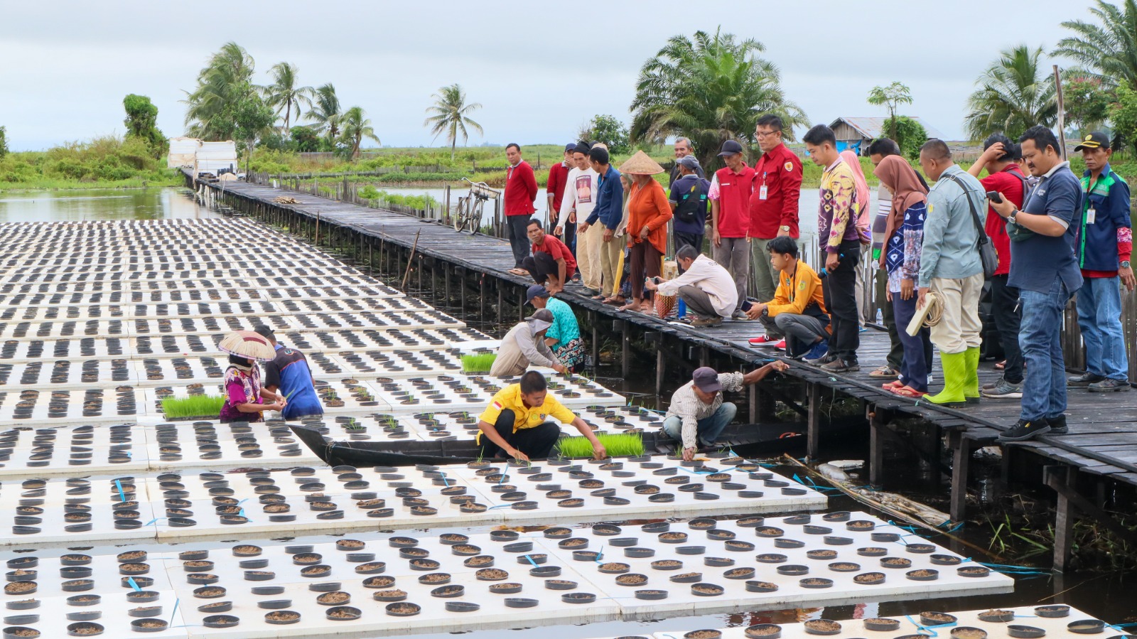 TANAM: Proses penanaman padi apung di Desa Sungai Buluh, Kecamatan Labuan Amas Utara, Kabupaten Hulu Sungai Tengah. (Foto: Kadis Pertanian untuk Radar Banjarmasin)