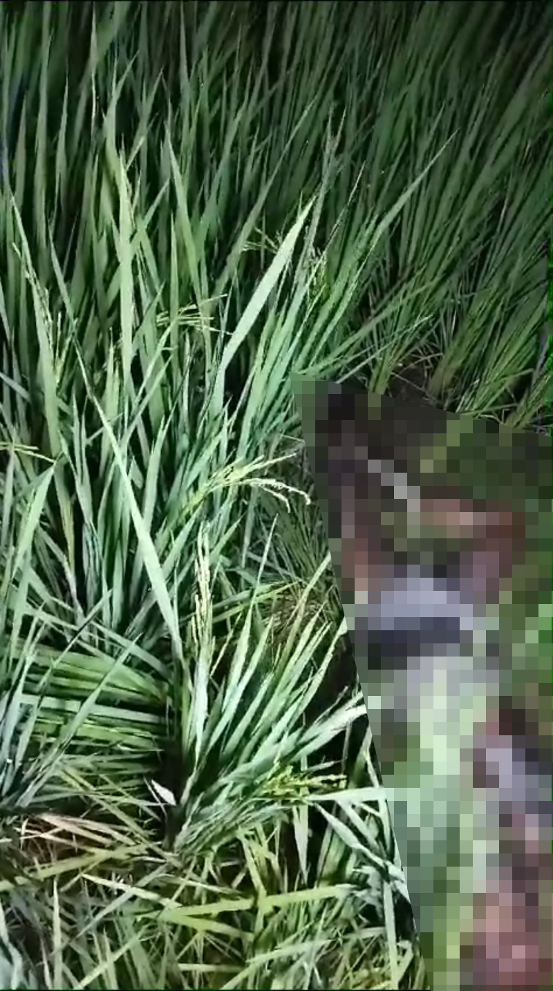 TAK BERNYAWA: Korban ditemukan oleh relawan gabungan dalam kondisi meninggal dunia.