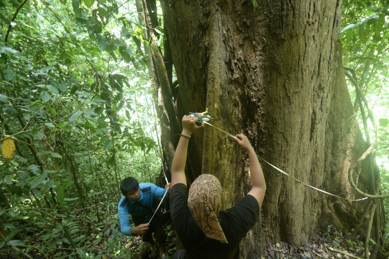 DIUKUR: Salah satu pohon meranti berukuran besar yang ditemukan dalam perjalanan ekspedisi Gunung Hauk.