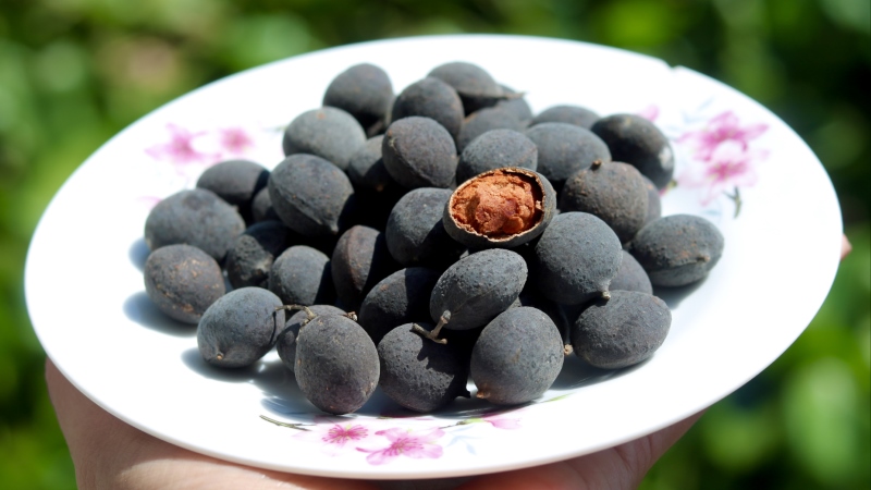 BUAH LANGKA: Buah keranji khas dengan kulitnya yang hitam dan dagingnya yang oranye. Cocok untuk camilan.