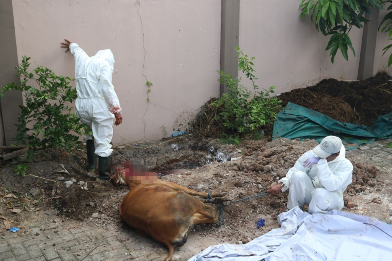 DIPOTONG: Sapi asal Bima, NTB yang positif mengidap Brucellosis dipotong paksa oleh petugas Balai Karantina Kalsel.