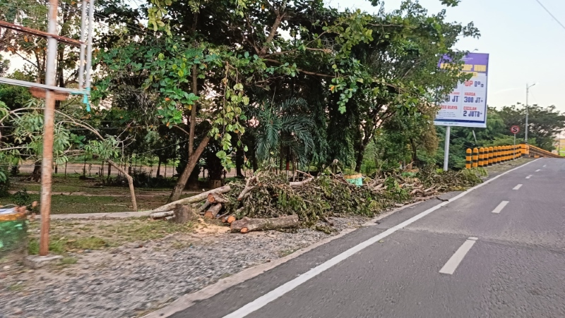 DIBABAT : Pohon Trambesi di tepi Jalan Ahmad Yani Kabupaten Banjar dinilai tidak relevan dan merusak fasilitas.
