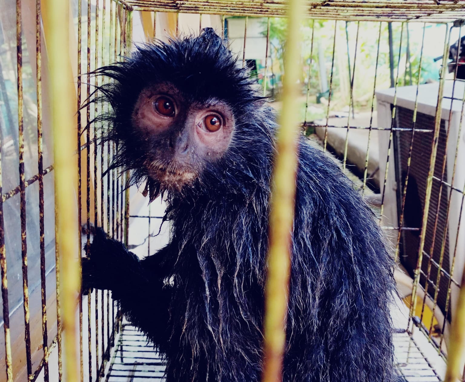 SEMPAT KESETRUM:Lutung Kelabu berhasil selamat usai tersengat listrik tegangan tinggi di Desa Pandulangan Kecamatan Banjang, Selasa (21/5/2024).(Foto: M Akbar/Radar Banjarmasin)