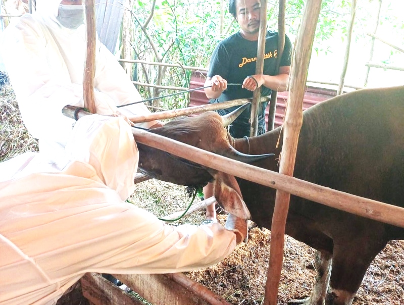 SAMPEL: Pengambilan sampel sekaligus pemberian vaksin PMK terhadap hewan kurban di Banjarbaru oleh petugas Balai Veteriner dan DKP3 Banjarbaru pada Kamis (16/5) tadi.