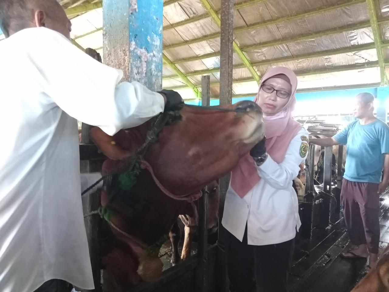 WASPADA: Petugas DKP3 Banjarmasin mengecek sapi kurban di RPH Basirih, Rabu (5/6/2024). (Foto: Endang Syarifuddin/Radar Banjarmasin)