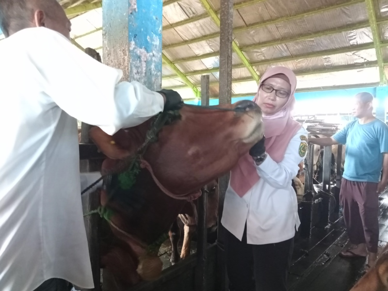 CEK KESEHATAN: Petugas DKP3 Banjarmasin mengecek sapi kurban di RPH Basirih, Banjarmasin Selatan, Rabu (5/6).