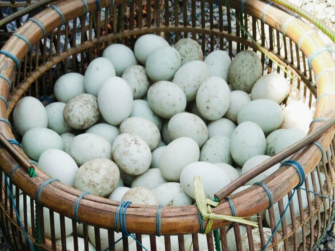 KOMODITAS: Telur itik Alabio, salah satu komoditas unggulan milik HSU.