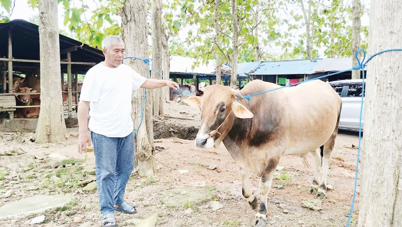 SIAP DIBAGI: Ratusan Ekor sapi milik Haji Mansyur akan dibagikan ke desa-desa di Kabupaten Banjar,