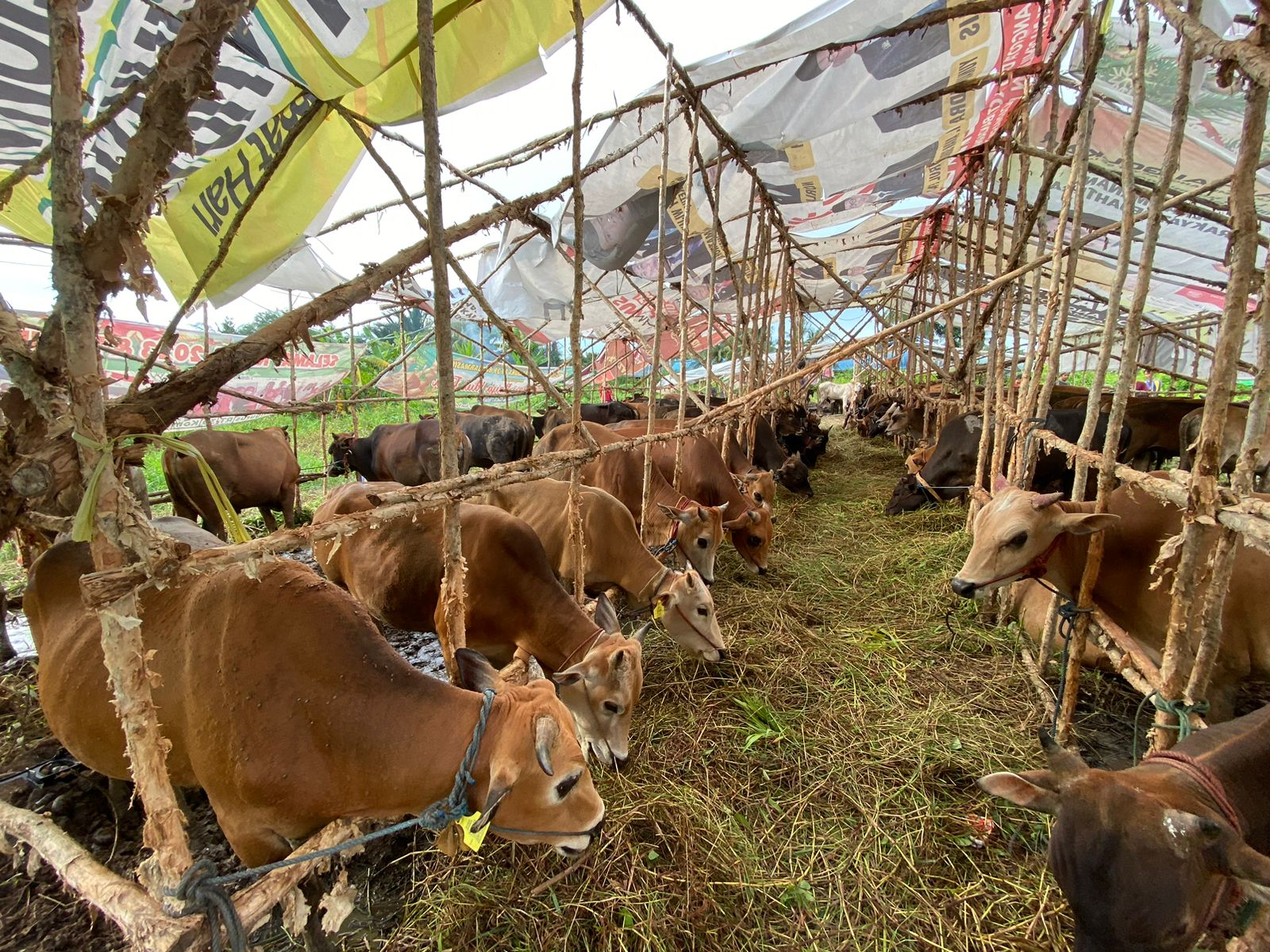 SAPI KURBAN: Sejumlah sapi kurban di kandang sapi di kawasan Veteran Banjarmasin.Foto: Muhammad Oscar Fraby