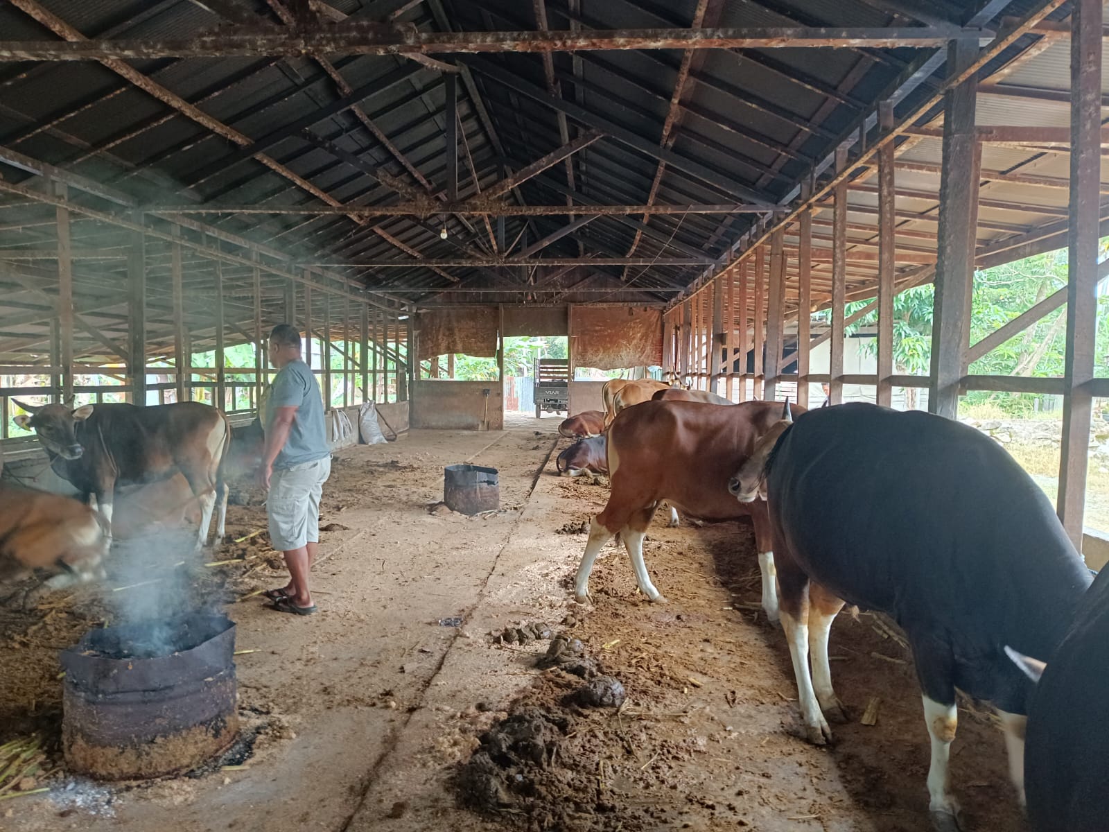 HEWAN KURBAN:Harjoko kala memantau ternak sapi miliknya di Gang Harapan, Kecamatan Kandangan, Kabupaten HSS.(Foto:Salahudin/Radar Banjarmasin)
