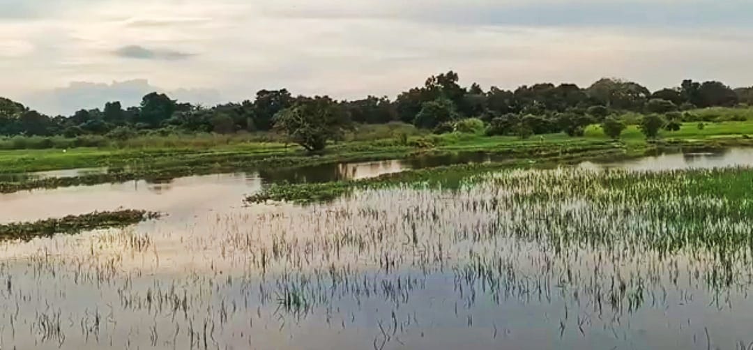 TERANCAM MATI:Lahan Pertanian di Martapura Timur terendam banjir.(Foto:Sheilla Farazela/Radar Banjarmasin)