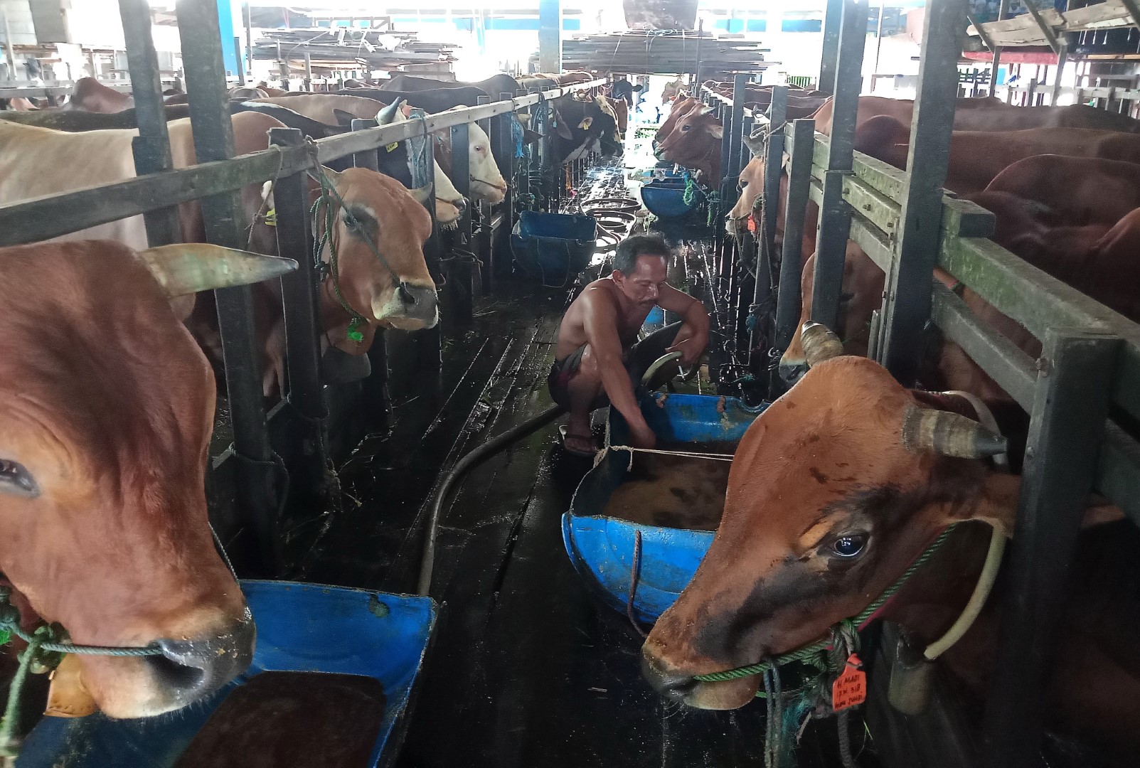 HEWAN KURBAN: Panitia kurban pada perayaan Iduladha diminta tidak membuang jeroan di sembarang tempat, termasuk ke sungai.