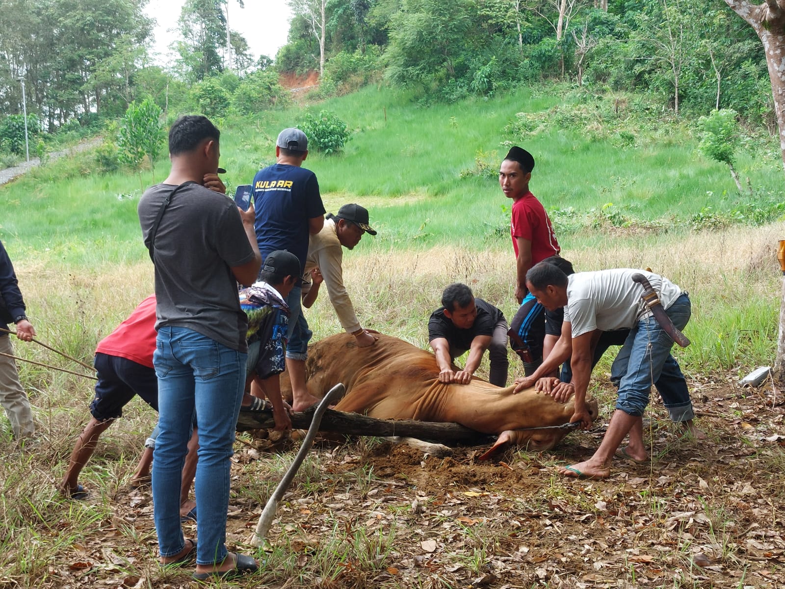 PROSESI : Proses penyembelihan sapi limusin pemberian dari H Mansyur oleh Pengurus DPD NasDem Tala, Rabu (19/6).