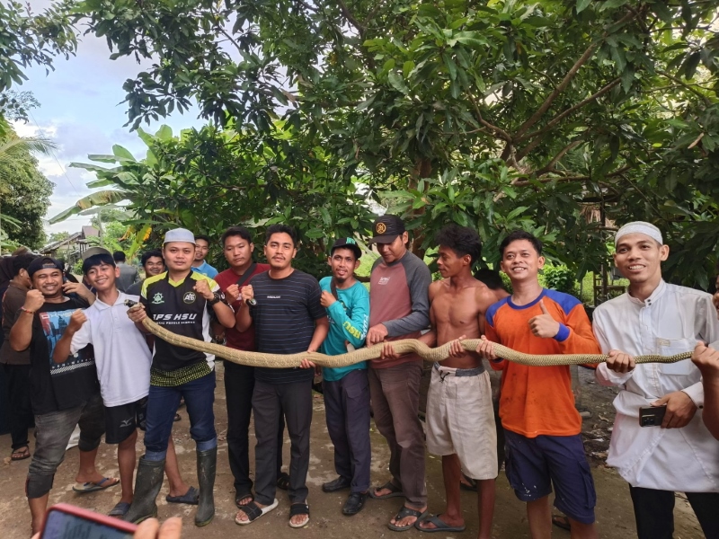 DITANGKAP: Satu ekor King Kobra sepanjang tiga meter ditangkap warga di Desa Teluk Mesjid Kecamatan Sungai Pandan, Kamis (20/6/2024).