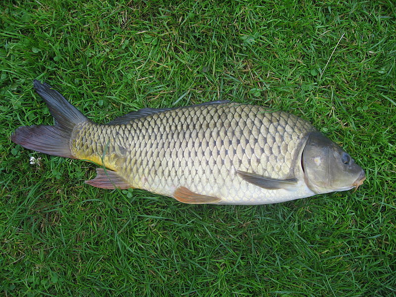 Ikan mas