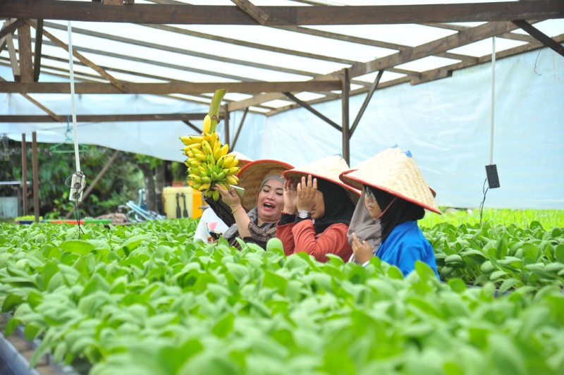 FINALIS: Salah satu kebun yang diberdayakan warga Desa Batulicin Irigasi di Karang Bintang, Tanah Bumbu (Tanbu). Mengusung agro technopark, desa ini terpilih menjadi finalis ADWI 2024.