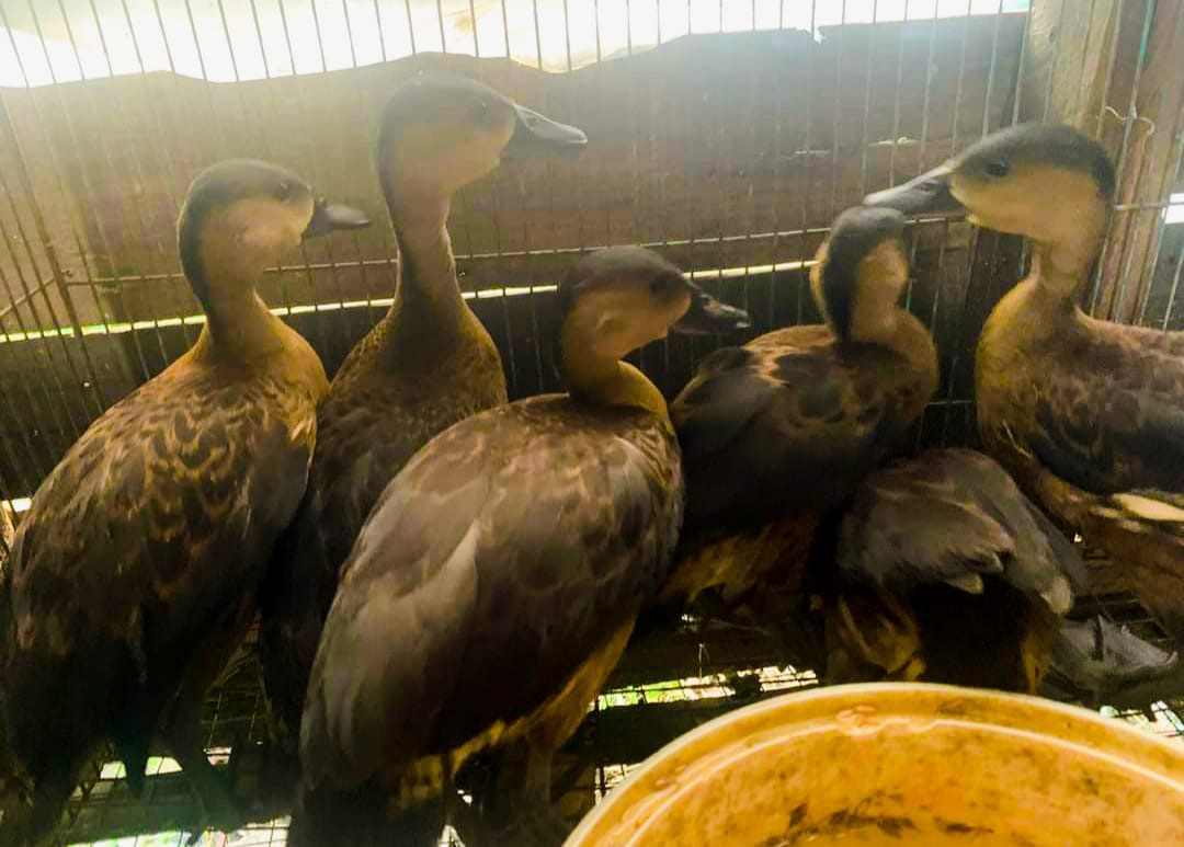 BURUNG: Belibis Kembang salah satu unggas yang masih bisa dijumpai di rawa lebak Kabupaten Hulu Sungai Utara. (Foto: M.Akbar/Radar Banjarmasin)