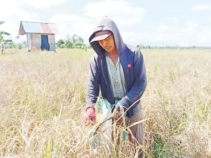 GAGAL PANEN: Seorang petani sedang memanen padi di lahan sawah miliknya.