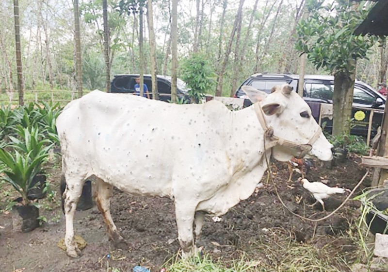 ANCAMAN: Penampakan sapi yang terjangkit penyakit lato-lato atau LSD (lumpy skin disease). (Foto: Kementerian Pertanian)