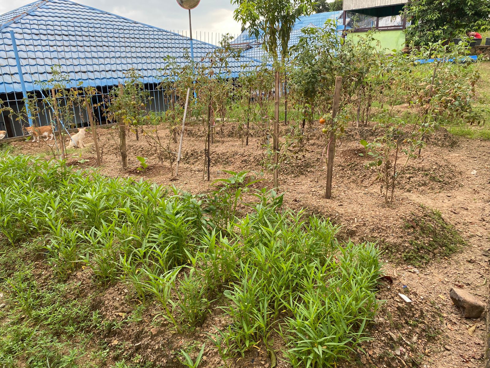 PRODUKTIF:Lahan kosong di area belakang Lapas Kelas IIA Kotabaru dimanfaatkan jadi kebun oleh Warga Binaan Pemasyarakatan (WBP).(Foto:Kalapas untuk Radar Banjarmasin)