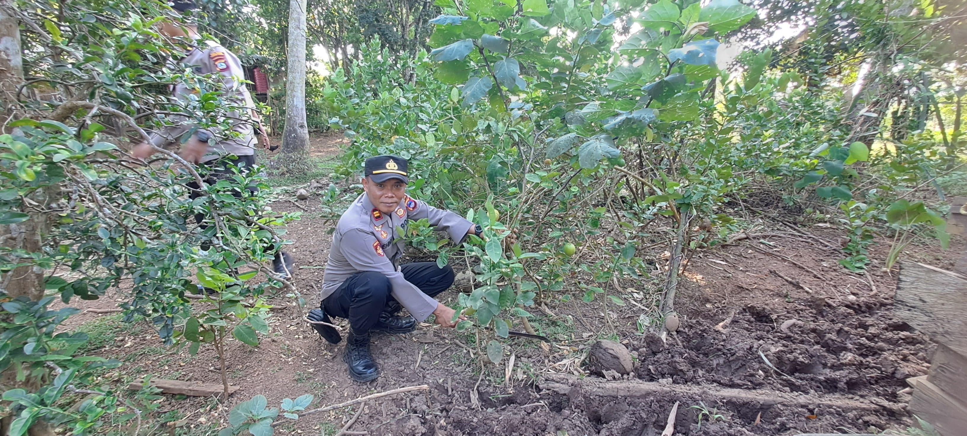 DIBAKAR:Kapolsek Pelaihari, Iptu Benny Wisnu Wardhani mengamankan tumbuhan kecubung di RT 6, Desa Galam, Kecamatan Bajuin, Kabupaten Tanah Laut (Tala), Selasa (16/7/2024).(Foto:Polsek Pelaihari Untuk