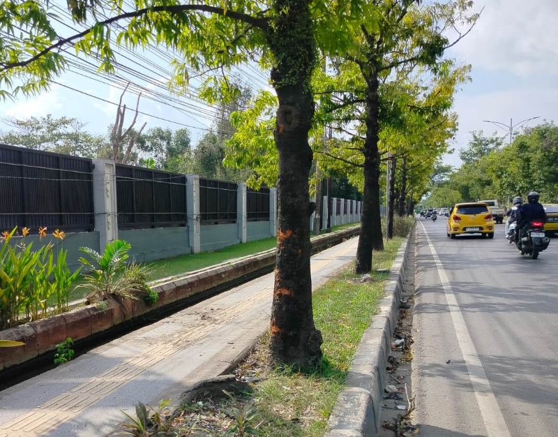TABRAK POHON: Pohon di trotoar depan kampus ULM Banjarmasin ini menjadi saksi bisu kecelakaan maut yang menewaskan dua pemuda Kotabaru, Taufiq dan Deny.