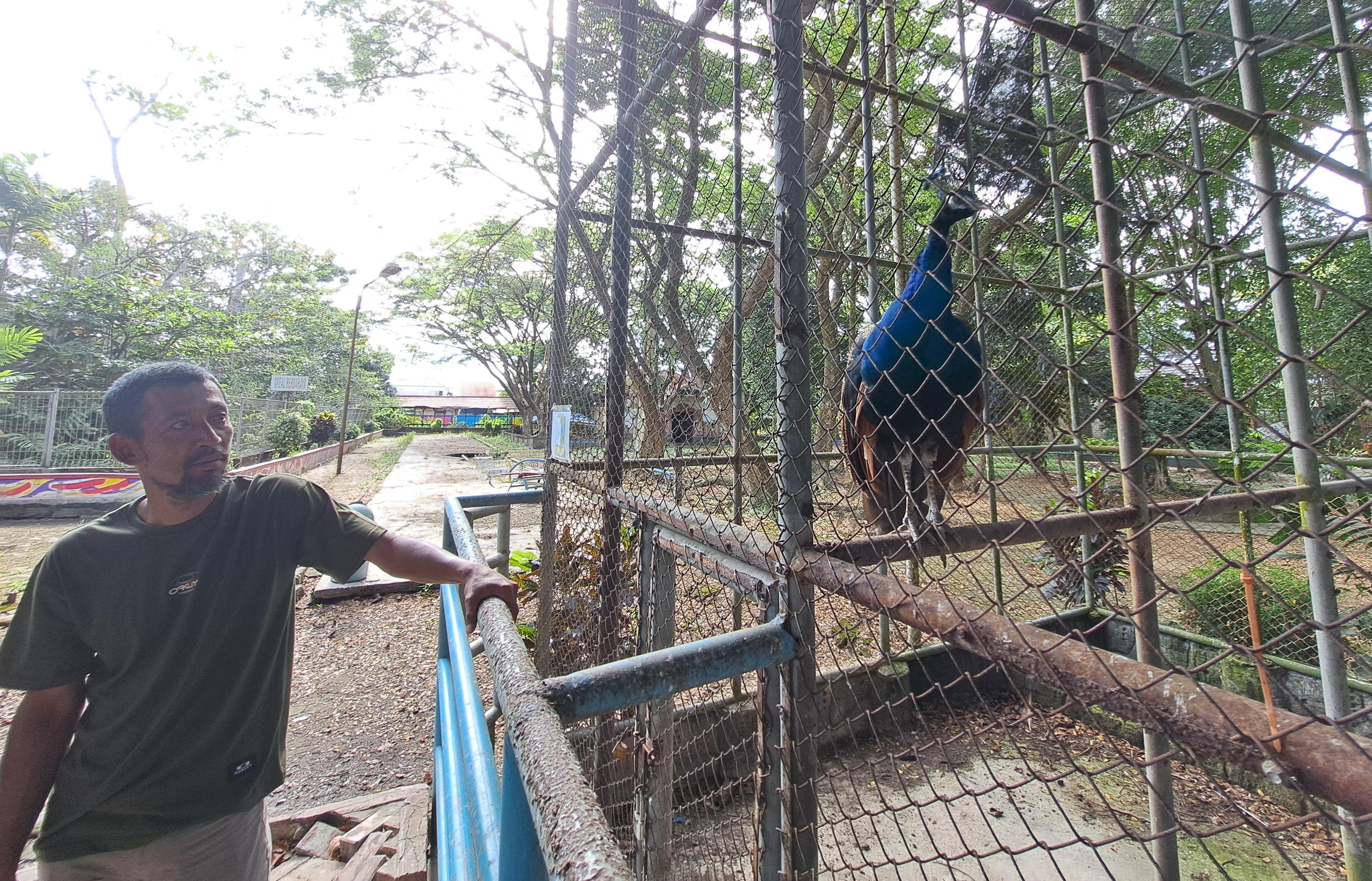 BURUNG MERAK:Salah satu koleksi satwa di KBM Jahri Saleh, Banjarmasin Utara.(Foto:Wahyu Ramadhan/Radar Banjarmasin)